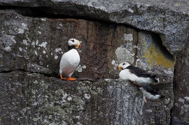 091 Seward, Kenai Fjords NP, Gehoornde Papegaaiduiker.jpg